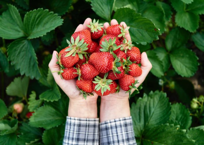 iStock-1310751628 Two hands holding a pile of strawberries